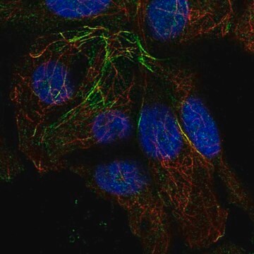 Anti-TRMT10A antibody produced in rabbit Prestige Antibodies&#174; Powered by Atlas Antibodies, affinity isolated antibody