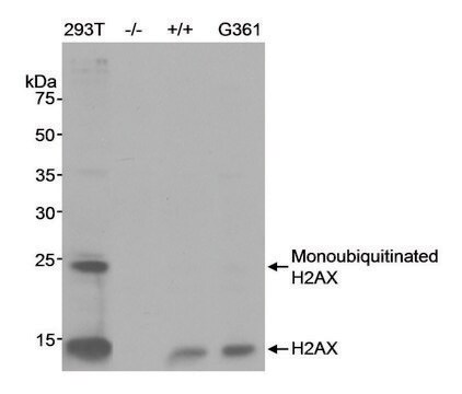 Rabbit anti-H2AX Antibody, Affinity Purified Powered by Bethyl Laboratories, Inc.