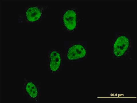 Monoclonal Anti-CDX1 antibody produced in mouse clone 3A3, purified immunoglobulin, buffered aqueous solution