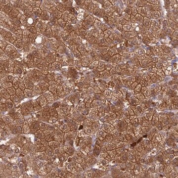 Anti-PGBD4 antibody produced in rabbit Prestige Antibodies&#174; Powered by Atlas Antibodies, affinity isolated antibody, buffered aqueous glycerol solution