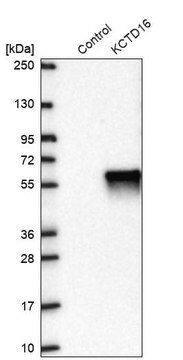 Anti-KCTD16 antibody produced in rabbit Prestige Antibodies&#174; Powered by Atlas Antibodies, affinity isolated antibody, buffered aqueous glycerol solution