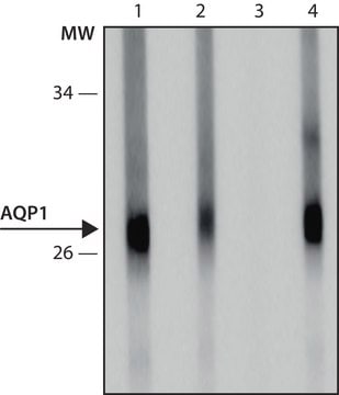 Monoclonal Anti-AQP1 antibody produced in mouse clone AQP1-B217, culture supernatant