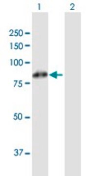 Anti-FBXL5 antibody produced in mouse purified immunoglobulin, buffered aqueous solution