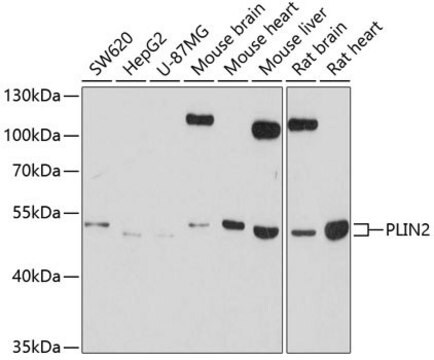 Anti-PLIN2 antibody produced in rabbit