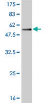 Monoclonal Anti-TREM1, (C-terminal) antibody produced in mouse clone 3F5, purified immunoglobulin, buffered aqueous solution