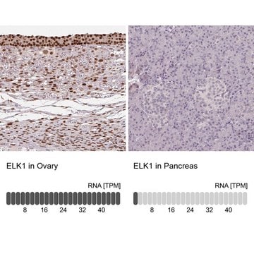 Anti-ELK1 antibody produced in rabbit Prestige Antibodies&#174; Powered by Atlas Antibodies, affinity isolated antibody, buffered aqueous glycerol solution