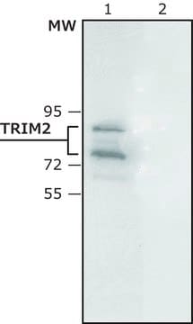 Anti-TRIM2 antibody produced in rabbit ~1.5&#160;mg/mL