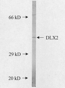 Anti-Dlx2 Antibody Chemicon&#174;, from rabbit