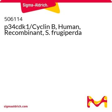 p34cdk1/Cyclin B, Human, Recombinant, S. frugiperda