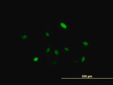 Anti-ARIH2 antibody produced in mouse purified immunoglobulin, buffered aqueous solution