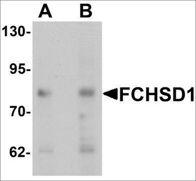 Anti-FCHSD1 antibody produced in chicken affinity isolated antibody