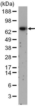 Anti-GTAP Rabbit pAb liquid, Calbiochem&#174;