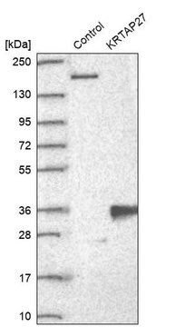 Anti-KRTAP27-1 antibody produced in rabbit Prestige Antibodies&#174; Powered by Atlas Antibodies, affinity isolated antibody, buffered aqueous glycerol solution