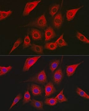 Anti- AMPK&#945;2 antibody produced in rabbit