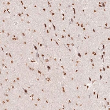 Anti-FAM13A antibody produced in rabbit Prestige Antibodies&#174; Powered by Atlas Antibodies, affinity isolated antibody, buffered aqueous glycerol solution