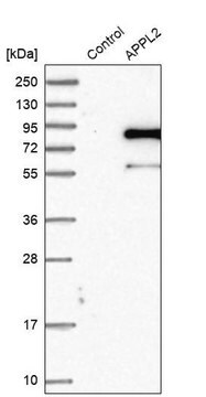 Anti-APPL2 antibody produced in rabbit Prestige Antibodies&#174; Powered by Atlas Antibodies, affinity isolated antibody, buffered aqueous glycerol solution