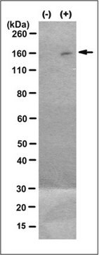 Anti-phospho MEKK5, (Thr845), clone PA214 Antibody clone PA214, from rabbit