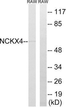 Anti-SLC24A4 antibody produced in rabbit affinity isolated antibody