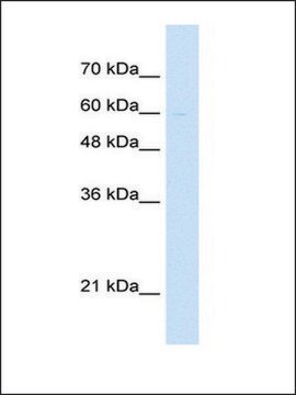 Anti-LETM1 antibody produced in rabbit IgG fraction of antiserum