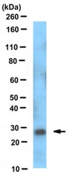 Anti-DLX-1 Antibody, clone L43/40 clone L43/40, from mouse