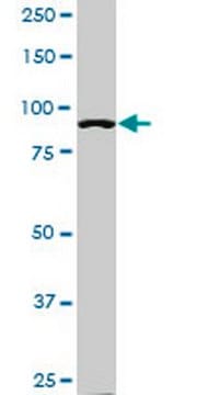 Anti-ACTN4 Mouse mAb (4D10) liquid, clone 4D10, Calbiochem&#174;