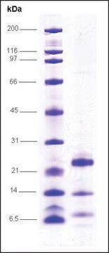 HCV-NS4A/NS3-3 Protease,strain NZL1 from hepatitis C virus recombinant, expressed in E. coli, &#8805;80% (SDS-PAGE)