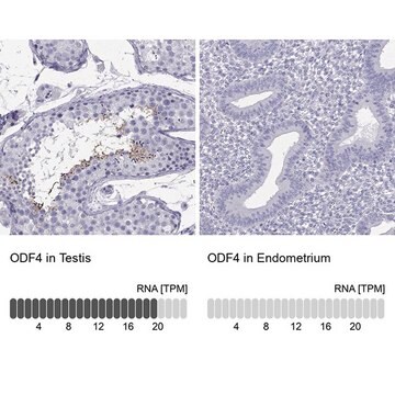 Anti-ODF4 antibody produced in rabbit Prestige Antibodies&#174; Powered by Atlas Antibodies, affinity isolated antibody, buffered aqueous glycerol solution