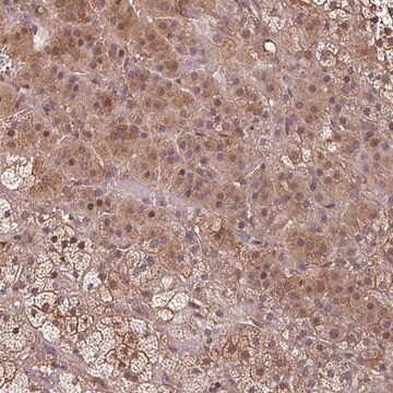 Anti-EID1 antibody produced in rabbit Prestige Antibodies&#174; Powered by Atlas Antibodies, affinity isolated antibody, buffered aqueous glycerol solution