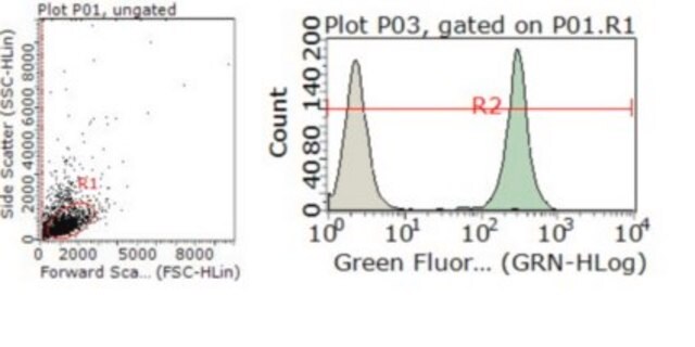 Anti-SLP76 Antibody, Alexa Fluor&#8482; 488 Conjugate from rabbit, ALEXA FLUOR&#8482; 488