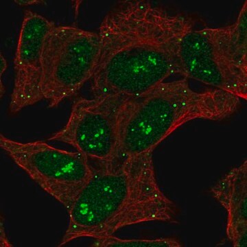 Anti-CNTNAP5 antibody produced in rabbit Prestige Antibodies&#174; Powered by Atlas Antibodies, affinity isolated antibody