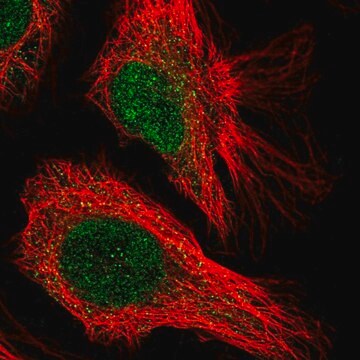 Anti-CENPQ antibody produced in rabbit Prestige Antibodies&#174; Powered by Atlas Antibodies, affinity isolated antibody