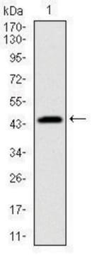 Monoclonal Anti-PBK antibody produced in mouse clone 2C8, ascites fluid