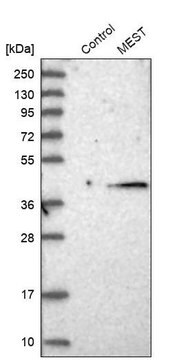 Anti-MEST antibody produced in rabbit Prestige Antibodies&#174; Powered by Atlas Antibodies, affinity isolated antibody, buffered aqueous glycerol solution