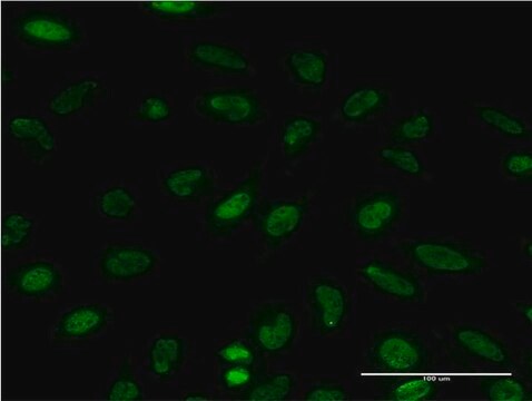 Monoclonal Anti-EIF4EBP1 antibody produced in mouse clone 4F3-H2, purified immunoglobulin, buffered aqueous solution