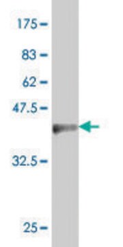 Monoclonal Anti-FOXF2 antibody produced in mouse clone 2F5, purified immunoglobulin, buffered aqueous solution