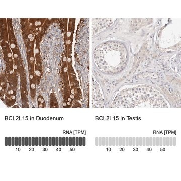 Anti-BCL2L15 antibody produced in rabbit Prestige Antibodies&#174; Powered by Atlas Antibodies, affinity isolated antibody, buffered aqueous glycerol solution, ab2