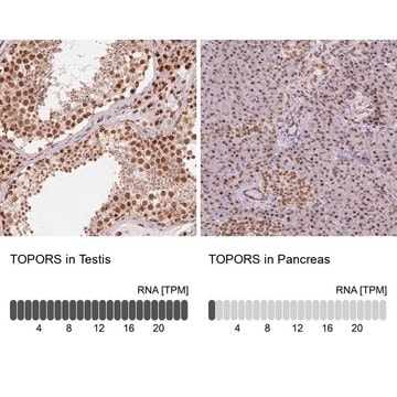 Anti-TOPORS antibody produced in rabbit Prestige Antibodies&#174; Powered by Atlas Antibodies, affinity isolated antibody, buffered aqueous glycerol solution