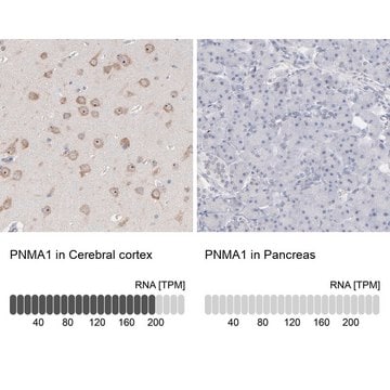 Anti-PNMA1 antibody produced in rabbit Ab1, Prestige Antibodies&#174; Powered by Atlas Antibodies, affinity isolated antibody, buffered aqueous glycerol solution