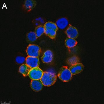 Anti-Anosmin Antibody, clone 2C17 ZooMAb&#174; Rabbit Monoclonal recombinant, expressed in HEK 293 cells