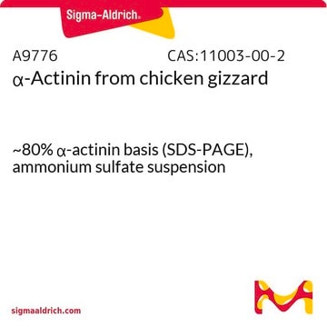 &#945;-Actinin from chicken gizzard ~80% &#945;-actinin basis (SDS-PAGE), ammonium sulfate suspension