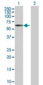 Anti-RRAGD antibody produced in mouse purified immunoglobulin, buffered aqueous solution