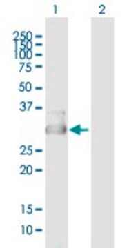 Anti-CYB5D1 antibody produced in mouse purified immunoglobulin, buffered aqueous solution