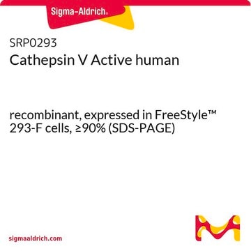 Cathepsin V Active human recombinant, expressed in FreeStyle&#8482; 293-F cells, &#8805;90% (SDS-PAGE)