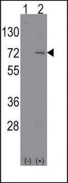 ANTI-LINGO1 (N-TERM) antibody produced in rabbit IgG fraction of antiserum, buffered aqueous solution