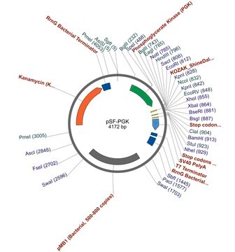 PSF-PGK - PHOSPHOGLYCERATE KINASE PROMOTER PLASMID plasmid vector for molecular cloning