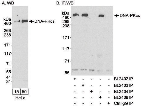 Rabbit anti-DNA-PKcs Antibody, Affinity Purified Powered by Bethyl Laboratories, Inc.