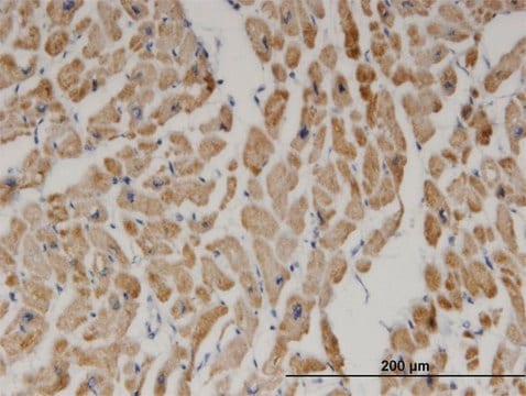 Monoclonal Anti-DECR1 antibody produced in mouse clone 3D4, purified immunoglobulin, buffered aqueous solution