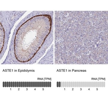 Anti-ASTE1 antibody produced in rabbit Prestige Antibodies&#174; Powered by Atlas Antibodies, affinity isolated antibody, buffered aqueous glycerol solution