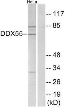 Anti-DDX55 antibody produced in rabbit affinity isolated antibody