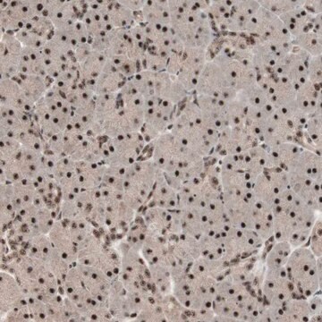 Anti-NR5A2 antibody produced in rabbit Ab1, Prestige Antibodies&#174; Powered by Atlas Antibodies, affinity isolated antibody, buffered aqueous glycerol solution